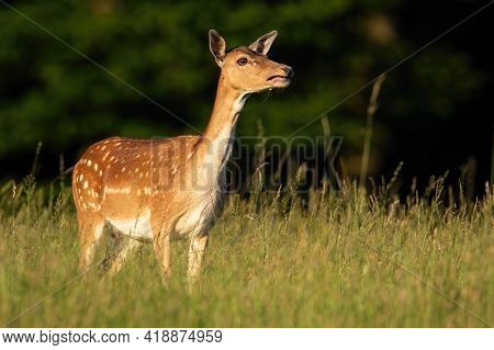 Fallow Deer Hind Calling On Green Meadow In Summer Sunlight