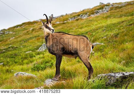 Tatra Chamois Standing On A Hill In Mountains In Summer Nature