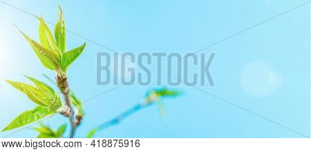Sakura Background With Flower Blossom And April Floral Nature On Blue. Beautiful Scene With Blooming