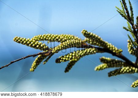 Beautiful Acacia Tree Under The Sun In Spring In The Garden
