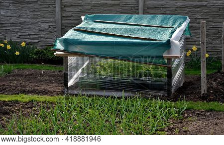 Foil Cover For Growing Vegetables Simply Made Of Shrink Wrap For Food Packaging Used To Grow Vegetab