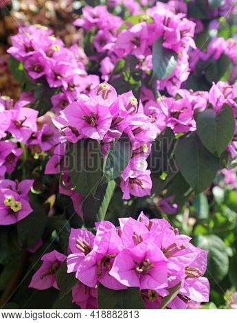 Cute Azalea Flower Blossomed In Summer Typical Of The Mediterranean Areas