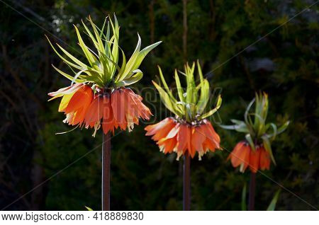 Large Perennials With Red Bells Flowers Along With A Yellow Narcissus Flower In A Bark Mulched Flowe
