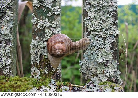 A Large Grape Snail Crawls Along An Old Wooden Fence Overgrown With Moss And Lichen. It Looks From B