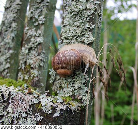 A Large Grape Snail Crawls Along An Old Wooden Fence Overgrown With Moss And Lichen. It Looks From B