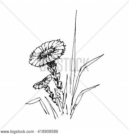 Coltsfoot. Vintage Sketch Of Flower. Hand-drawn Vector Illustration, Isolated On White