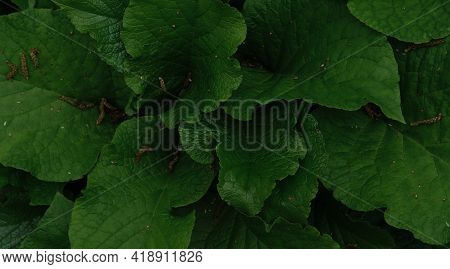 Minimalist Screensaver With Elements Of Nature And The Environment. Lots Of Bright Green Burdocks Cl