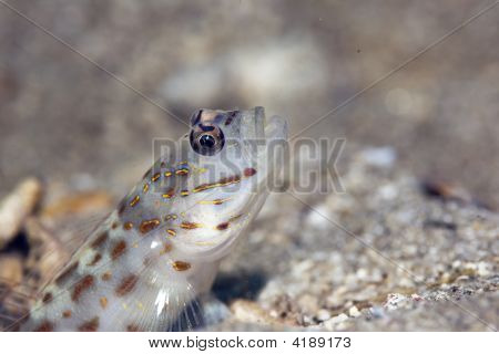 Red Sea Shrimpgoby