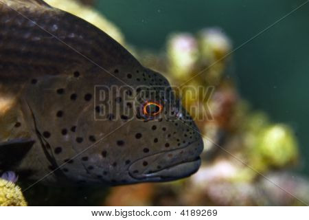 Gyöngyös Hawkfish