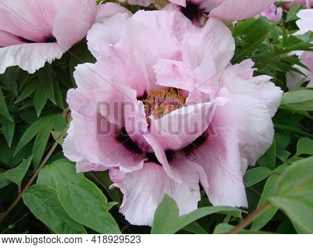 Pink Peony Flower, Paeonia Suffruticosa, Garden. National Flower