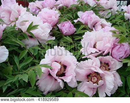 Pink Peony Flower, Paeonia Suffruticosa, Garden. National Flower