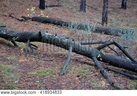 Pine forest in Kiev Region,Ukraine. Natyre of Eastern Europe