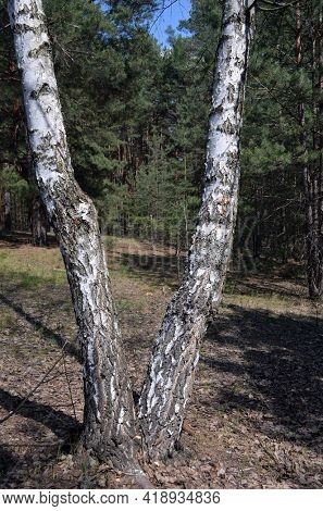 Pine forest in Kiev Region,Ukraine. Natyre of Eastern Europe