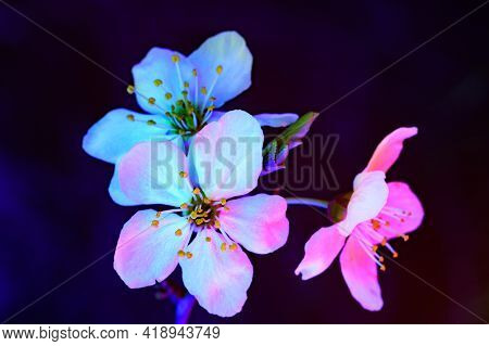 Tree Mirabelle Plum Plowers Blooming In Uv. Horizontal Composition. White Flowers Illuminated By Bla