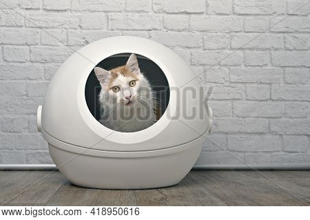 Cute Tabby Cat Sitting In A Self-cleaning Litter Box And Looking Funny At Camera.