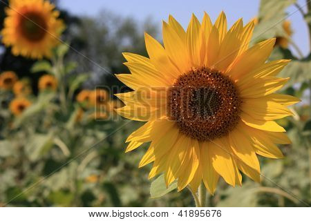 amarelo girassol grande em um campo
