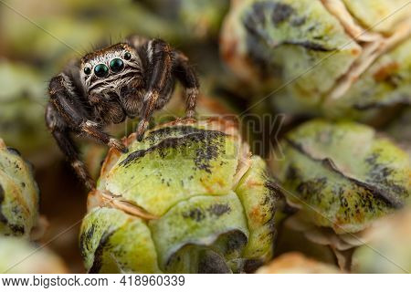 Jumping Spider And Thuja Buds Very Similar To Cabbage