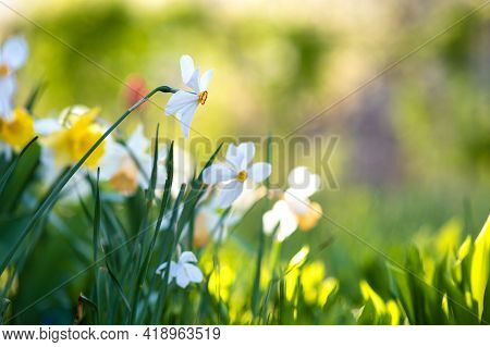 White Tender Narcissus Flowers Blooming In Spring Garden.
