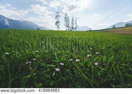 Couple Hiking Through Alpine Mountain Landscape With Five Large Larch Trees In Green Spring Meadow, 