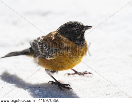 Closeup Detail Of A Black Hooded Sierra Finch Phrygilus Atriceps Bird Animal Wildlife On Salt Flat S
