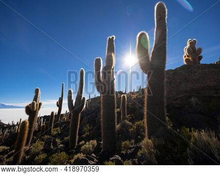 Panorama View Of Isolated Cactus Island Incahuasi Inkawasi On White Salt Flat Lake Salar De Uyuni In