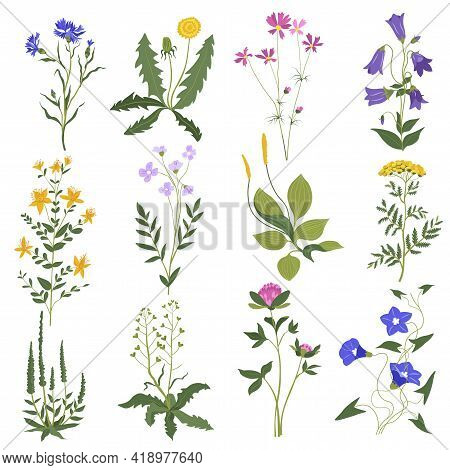 Grass Flowers And Bushes, Wildflowers Leafy Botany