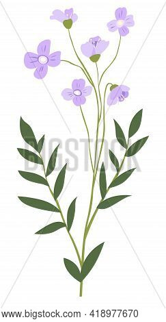 Matthiola Or Cape Leadwort Flowers In Blossom