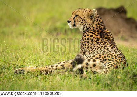 Cheetah Lies On Grass Near Termite Mound