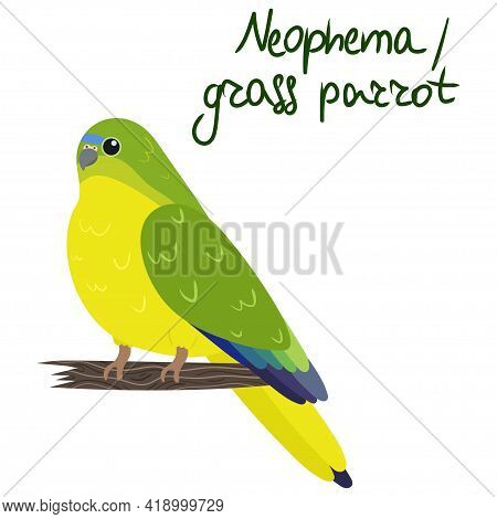 Neophema Or Grass Parrot In Cartoon Style On White Background. Vector Hand Drawn Illustration.