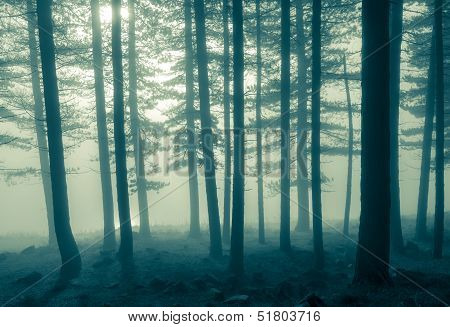 mono foggy trees