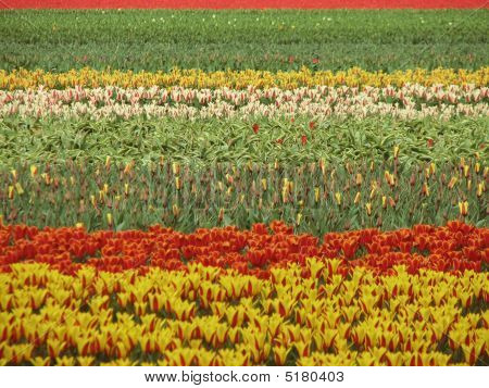 Campo di fiori olandesi