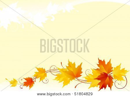 autumn maple background