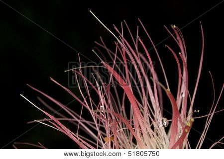 mimosa blossom