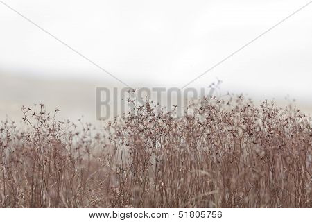 tiny plants