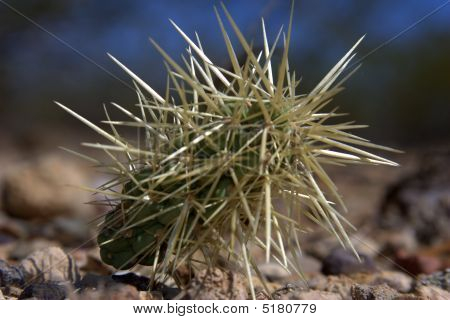 Jumping Cholla pallo