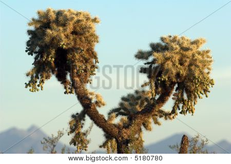 Hyppy Cholla Cactus vuoristossa