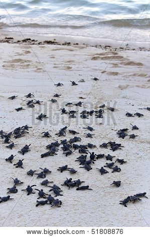 Turtle Hatchlings