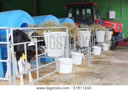 Calf drinking water from a drinking bowls on a dairy farm