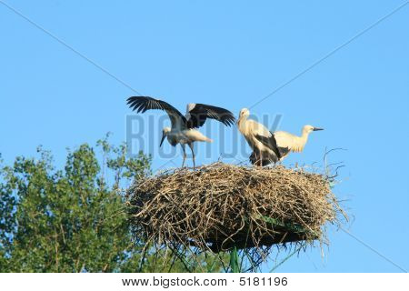 Stork am nest