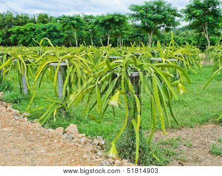 Dragon Fruit Plantation