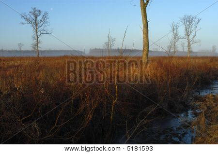 rot Wald