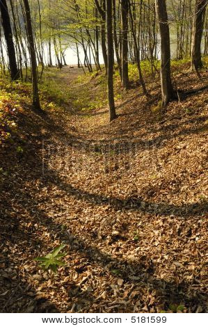 Wald