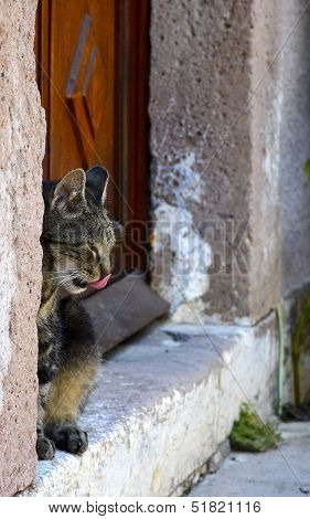 Cat with a tongue