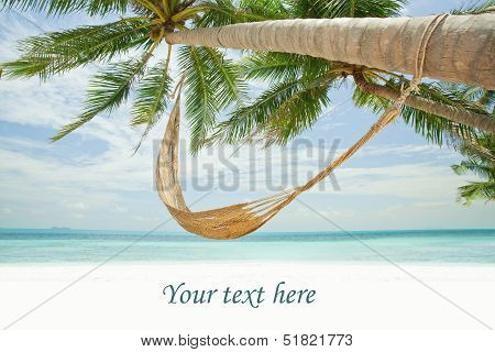 Palm Tree in Tropics with Hammock