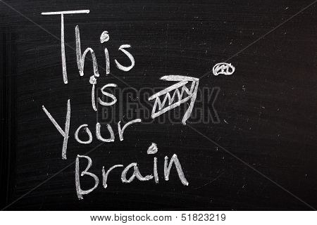 Your Brain