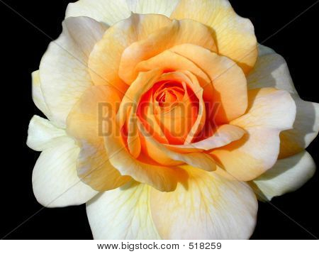 Golden yellow rose