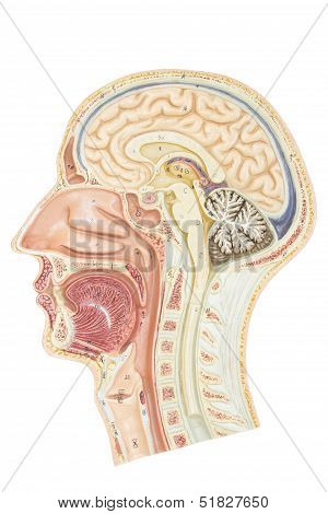 Cross section of human head