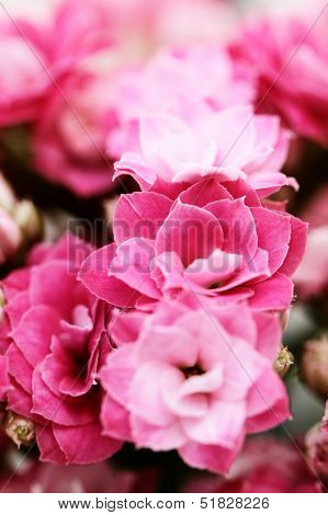 Kalanchoe Flower Blossoms