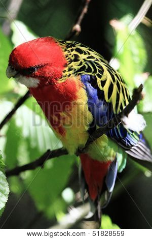 Parrot (eastern Rosella)