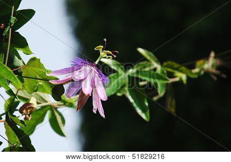 Lavender Lady Passiflora